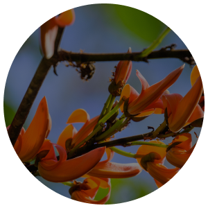 Butea Superba extract — natural ingredient in Alpha men's
supplement